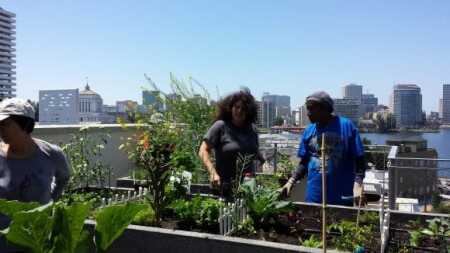 City Slicker Farms volunteers work with residents to keep the rooftop garden thriving. (City Slicker Farms)