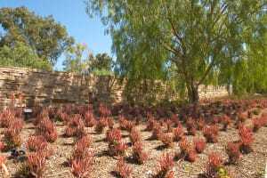 International landscape firm SWA Group has dealt with California’s drought in new real estate developments by incorporating more drought-resistant plants, spacing out plantings so that they require less water, and preserving natural topography when possible. In the 2,000-acre (800 ha) Shady Canyon development in Irvine, SWA’s concept was to use native shrubs for the basic landscape palette and minimize grading so that the project preserved the site’s rural character. (swa)