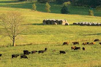 Bundoran Farm, Albemarie County, Virginia
