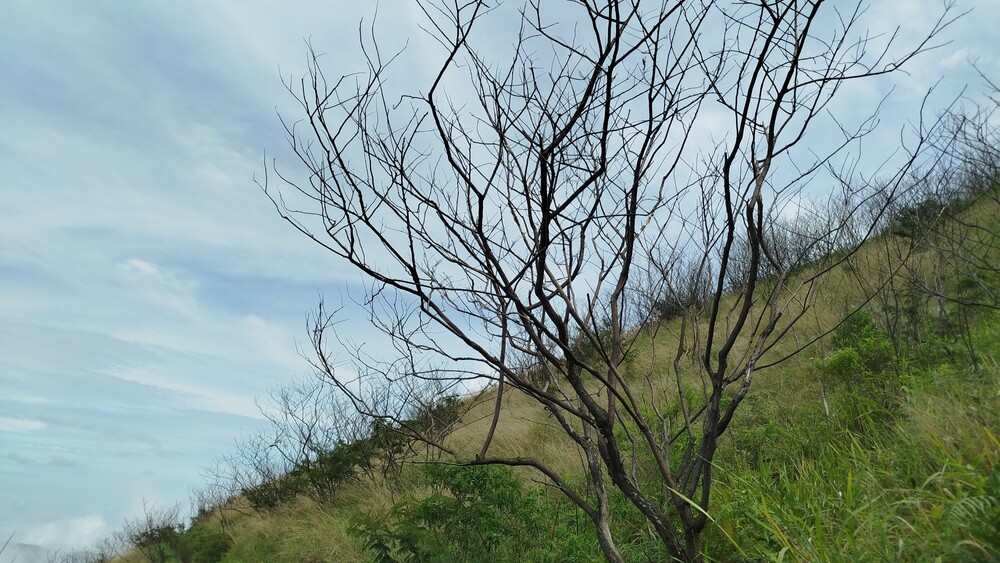 Dry,Wood,Left,Over,From,Forest,Fires