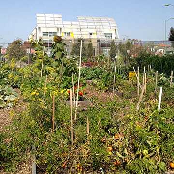 Acta Non Verba: Youth Urban Farm Project moved into the public park shortly after the new housing at Tassafaronga Village opened. Kids from the housing attend summer camp at the farm, which also hosts a neighborhood-serving farmers market. (©david baker architects)