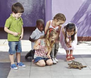 KIDS_turtle_shutterstock_187868192 a